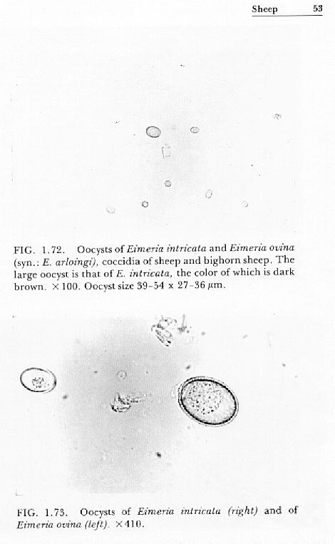 coccidia eggs infection in goats and sheep